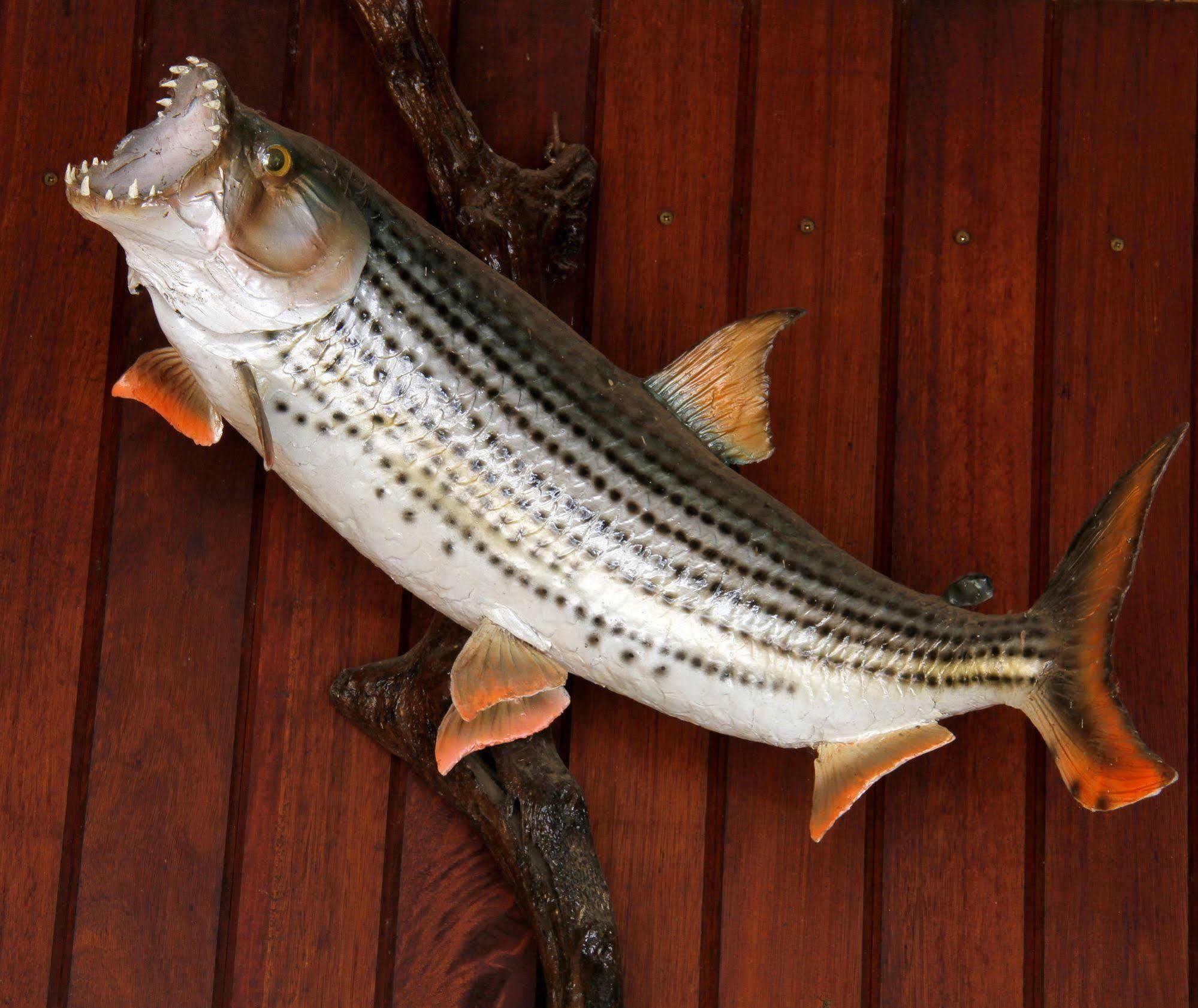 Shayamoya Tiger Fishing And Game Lodge Pongola Exterior foto